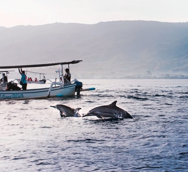 Dolphin trip goa